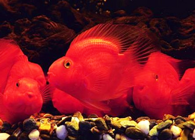 觀賞魚場解決方案